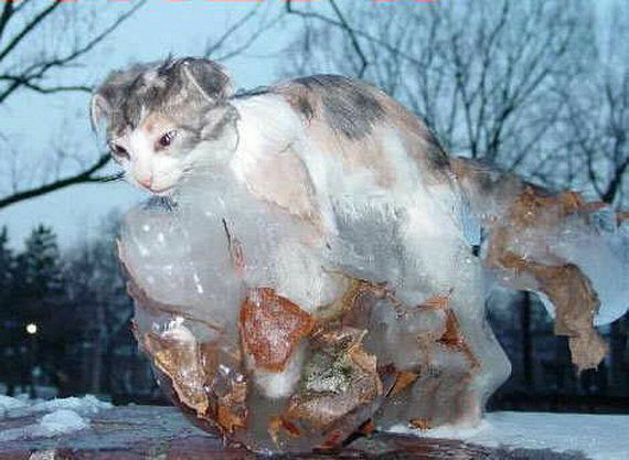 [閲覧注意]あまりの寒さに生きていた時そのままの状態で凍りついてしまった野生動物の写真いろいろ DNA
