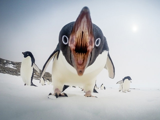 かわいいペンギンが一瞬でホラーになってしまった驚愕の写真 ツイナビ ツイッターの話題まとめ