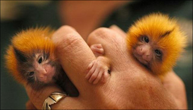 手のひらに乗るほど小さなかわいいお猿さん ピグミーマーモセットの画像いろいろ Dna