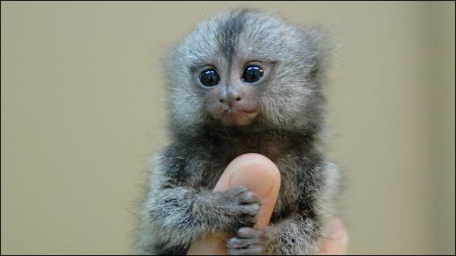 手のひらに乗るほど小さなかわいいお猿さん ピグミーマーモセットの画像いろいろ Dna