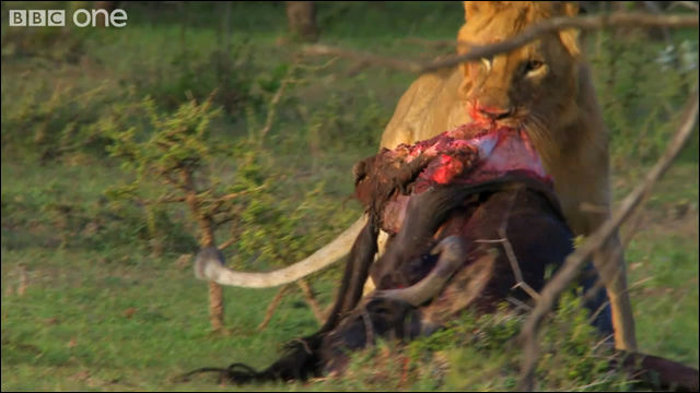 ライオン15匹が食べている肉を男3人で奪いに行く方法・サバンナ編 DNA