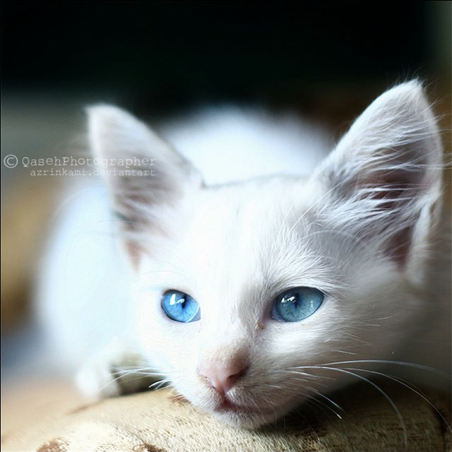 コミット 大統領 光沢のある 青い 目 猫 種類 Bijouxsalon Net