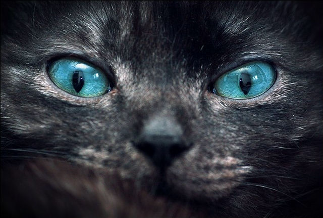 ミステリアスな青い瞳をしたネコの写真枚 Dna