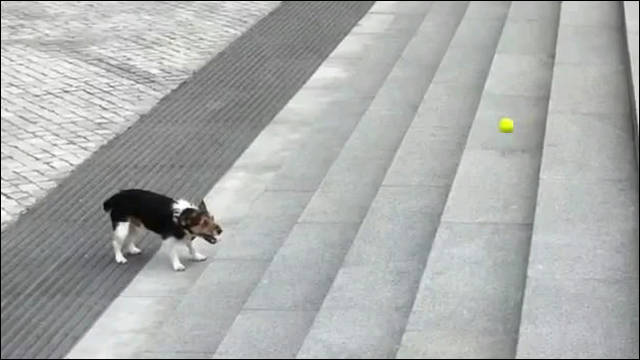 重力を利用して 自分で 取って来い をして遊んでいる賢い犬の動画 Dna