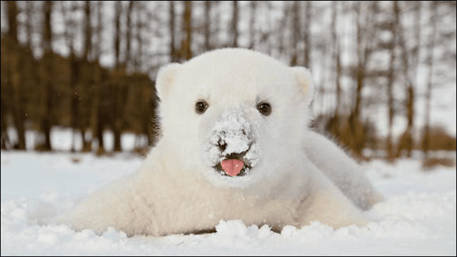 可愛いを超えた可愛さ 生まれて初めて雪で遊んでいるシロクマの