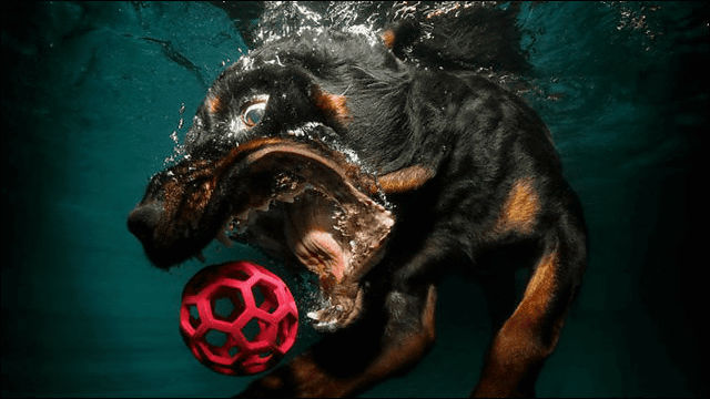 野性むき出しの表情で水中のボールを追いかける犬たちの写真12枚 Dna