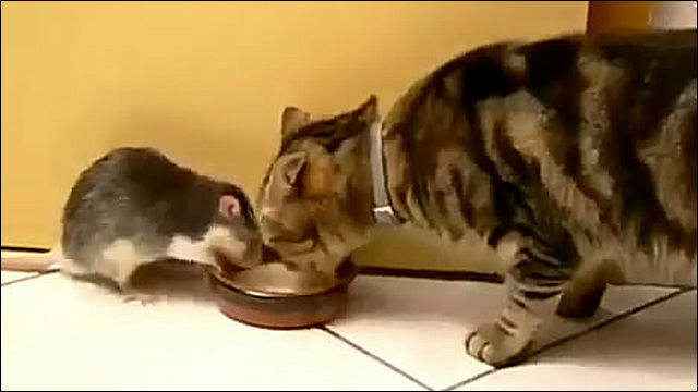 天敵のはずのネズミとネコ 仲良くミルクを分け合う動画 Dna