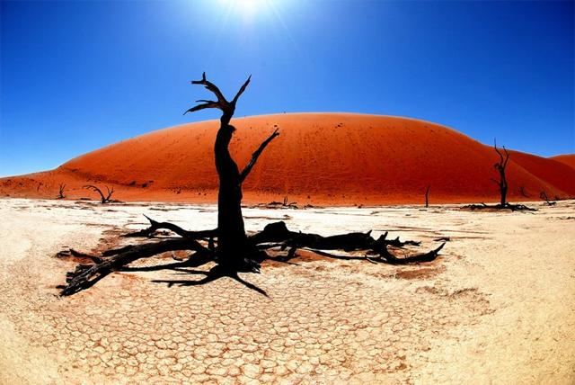 アフリカ ナミビアのナミブ砂漠にあるこの世のものとは思えない死の沼地 デッドフレイ Deadvlei Dna