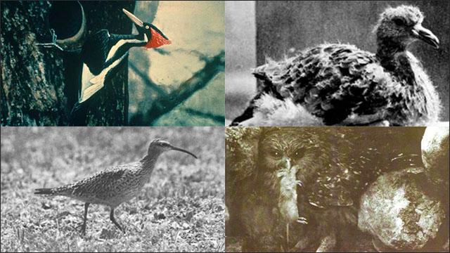 絶滅してしまったと考えられている12種の鳥の貴重な写真 Dna