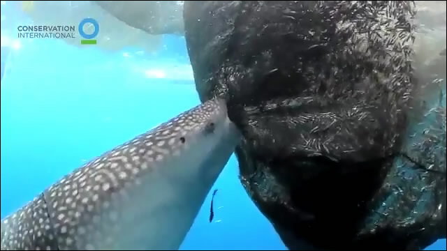 漁網から魚を吸い出して食べているジンベエザメの動画 Dna