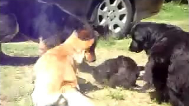 猫の喧嘩をみんなでよってたかって止める犬たちの動画 Dna