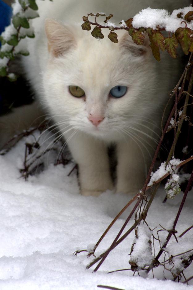 神秘的な輝き 左右の瞳の色が違う オッドアイ の猫写真60枚 Dna