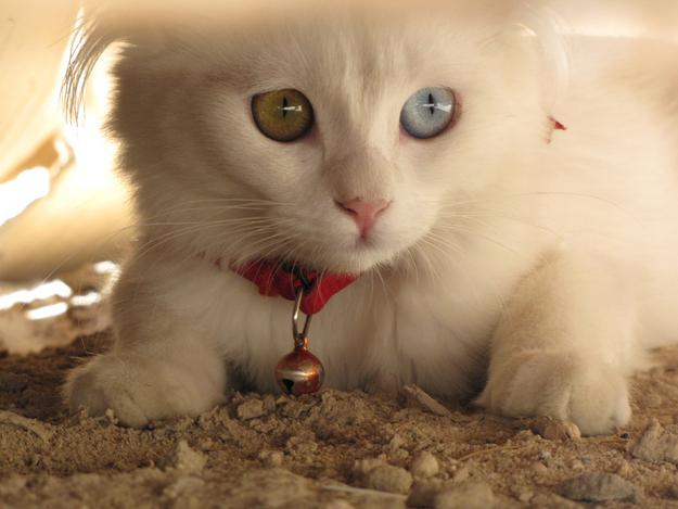 目の色が違う猫
