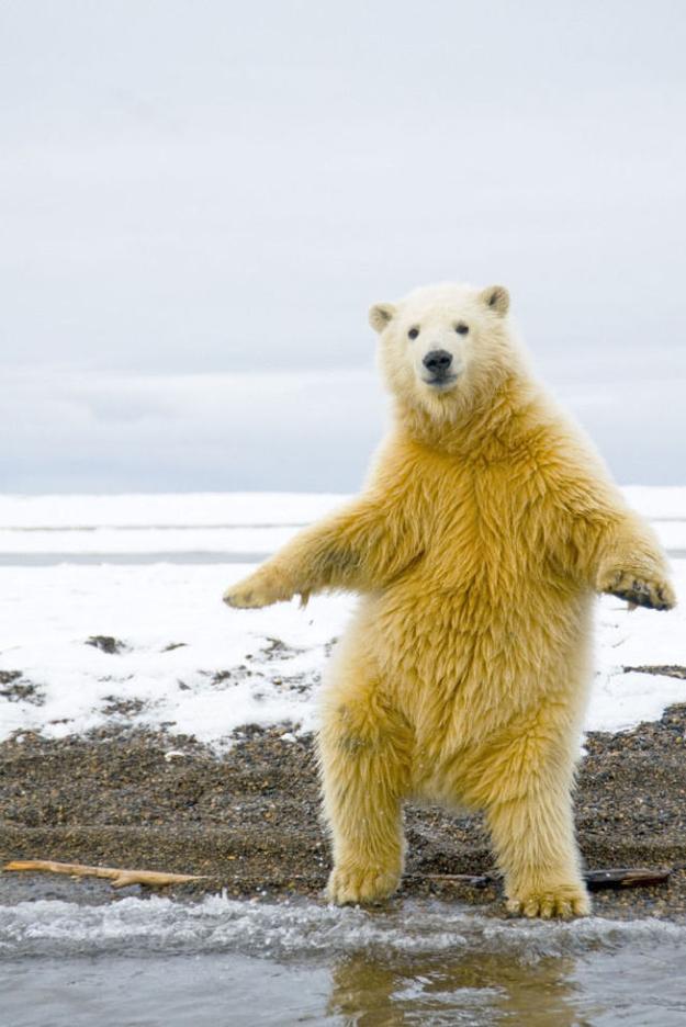 北極の王者シロクマが魅せるシロクマ踊りの写真5枚 Dna