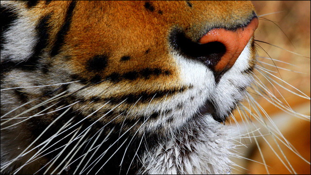 トラやヒョウなどの大型ネコ科の動物にマタタビを与えるとこうなる Dna
