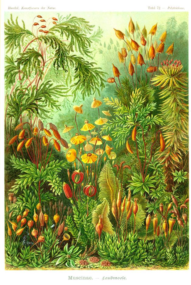 生物学者エルンスト・ヘッケルが100年以上前に描いた芸術的に美しい生物イラスト集「Kunstformen der Natur」 - DNA