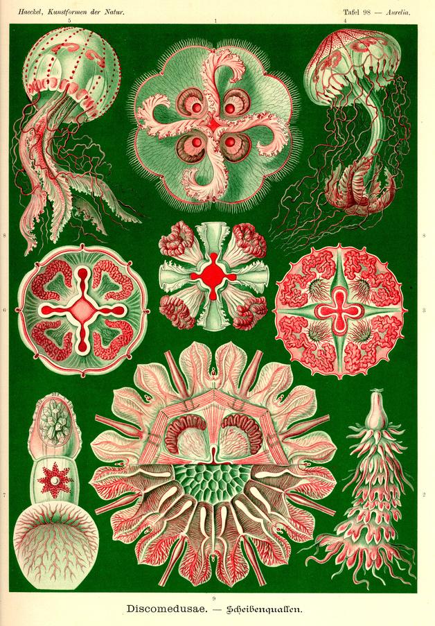 生物学者エルンスト・ヘッケルが100年以上前に描いた芸術的に美しい生物イラスト集「Kunstformen der Natur」 - DNA