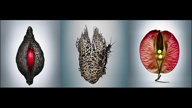 神秘的で多様な形状に進化した植物の種の写真集 Means Of Reproduction Dna