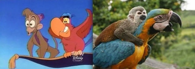 ディズニー アニメに登場する動物と同じポーズをしている本物たちの比較写真枚 Dna