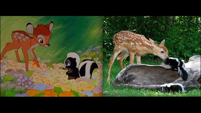 ディズニー アニメに登場する動物と同じポーズをしている本物たちの比較写真枚 Dna