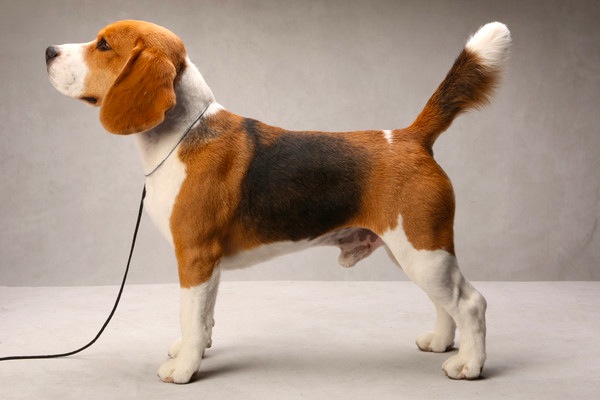 最強のチャンピオン犬を決めるドッグ ショーで入賞した素晴らしく美しい犬の写真いろいろ Dna
