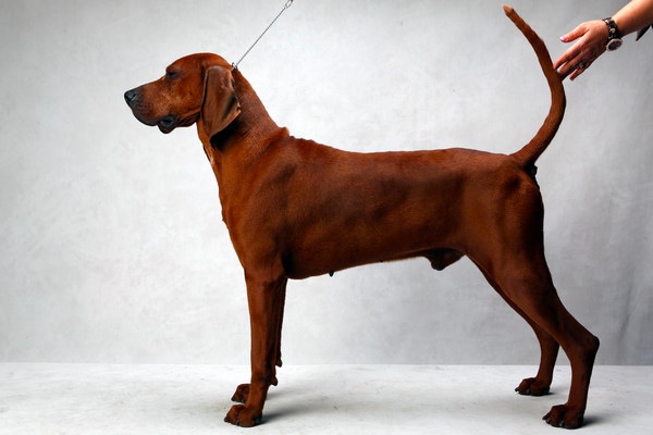 最強のチャンピオン犬を決めるドッグ・ショーで入賞した素晴らしく美しい犬の写真いろいろ