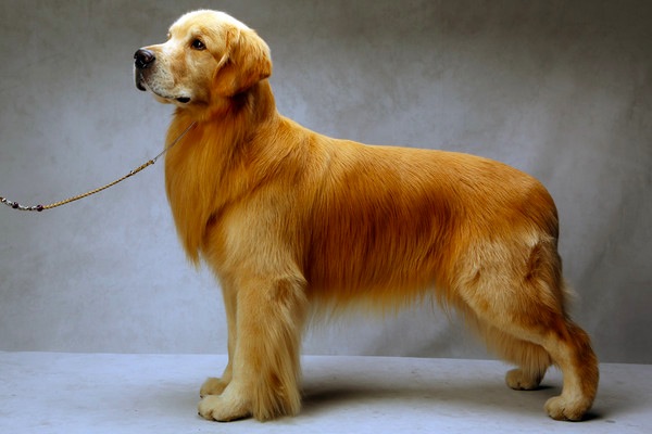 最強のチャンピオン犬を決めるドッグ・ショーで入賞した素晴らしく美しい犬の写真いろいろ DNA