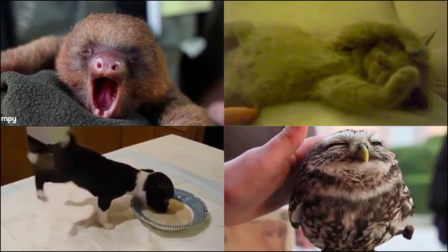 かわいい仕草のかわいい動物をまとめた癒し効果抜群の動画「Really cute animals」 DNA
