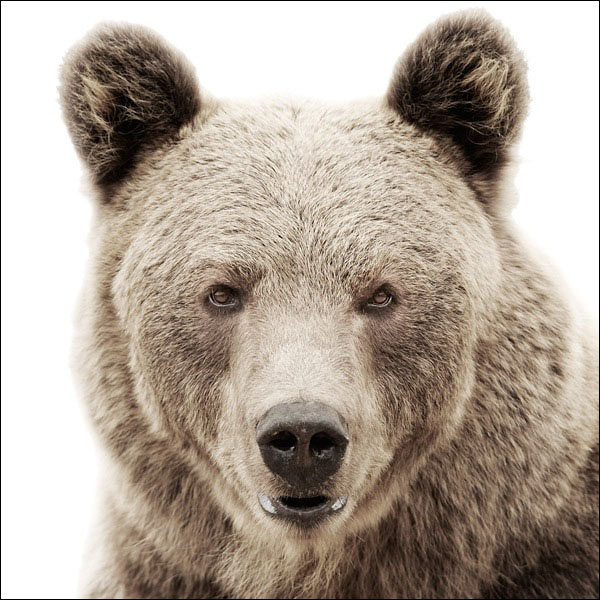 すごくこっちを見られてる感じのする動物の顔の超ドアップ写真プロジェクト「Animal Portraits」 DNA