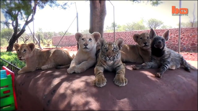 ライオン トラ ハイエナなどネコ科の赤ちゃんたちが1か所に勢揃いした動画 Dna