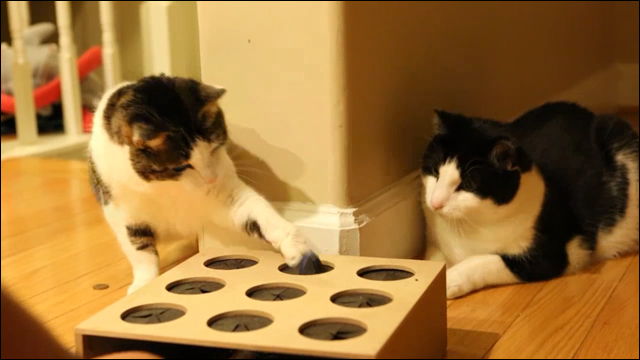 ネコと一緒に心ゆくまで遊べる ネコ用モグラたたきセット 発売 Dna