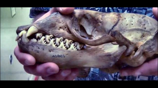 愛らしい外見からはとても想像出来ないある動物の頭蓋骨写真 Dna