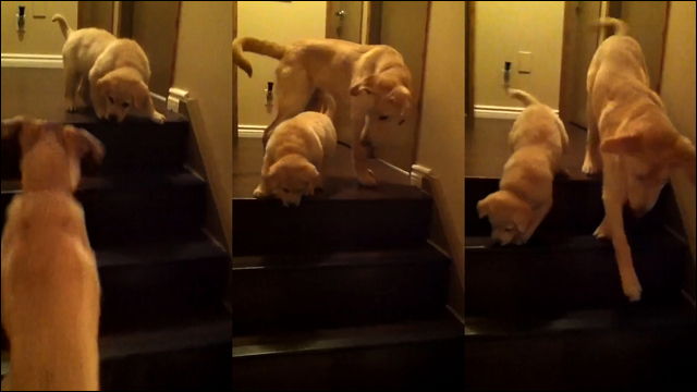 こうやるんだよ 子犬に階段の降り方教えてあげている犬の動画 Dna