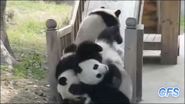 コロコロと集団になって滑り台で遊ぶパンダの赤ちゃんの群れの動画 Dna