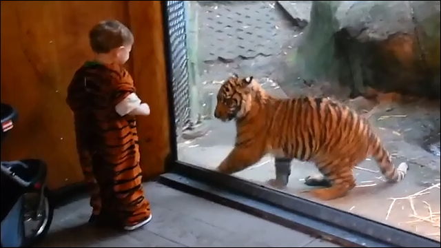 トラ柄の赤ちゃんと赤ちゃんトラがじゃれあってる不思議な可愛い動画 Dna