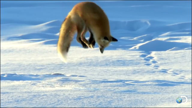 雪の下にいるネズミを狙って飛び込むキツネの動画 Dna