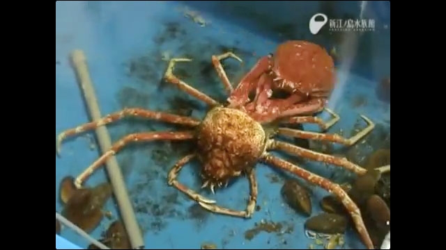 世界最大の節足動物「タカアシガニ」が脱皮する一部始終を捉えたタイムラプス映像