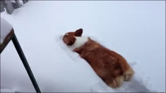 お腹から雪に飛び込んで埋まってしまうコーギーの動画がかわいい Dna