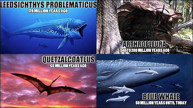 絶滅した古代生物から現代の動物まで地球上の巨大生物10選 Dna