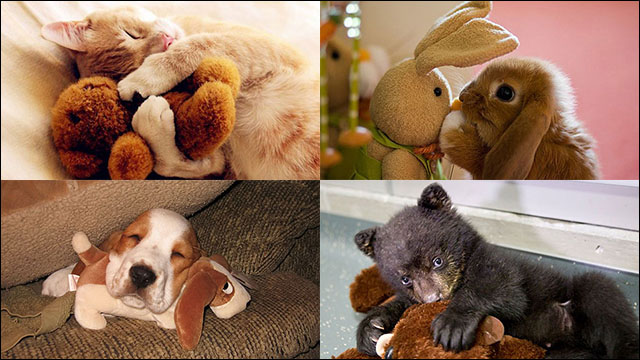 動物のぬいぐるみをギュッと抱きしめて眠るかわいい動物たちの写真24枚 Dna