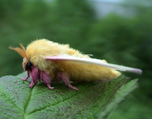 rosy moth图片