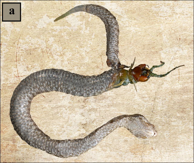 閲覧注意 ムカデを丸呑みにしたヘビが内部から食いちぎられている画像 Dna