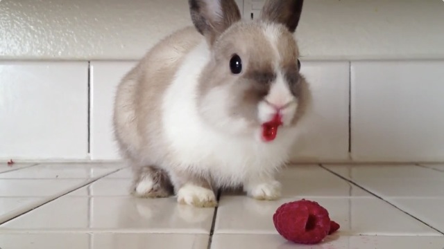 口元を真っ赤にしてラズベリーをむしゃむしゃと頬張るウサギの動画 Dna