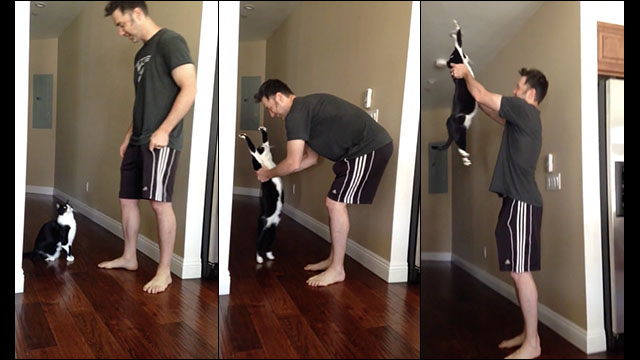 抱っこされる時にバンザーイ と身体が伸びてしまう猫の動画 Dna