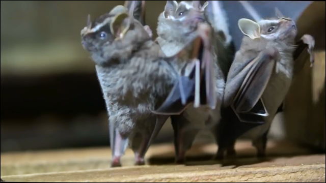 3匹のコウモリがメキシカンなbgmに合わせて踊るかわいい動画 Dna