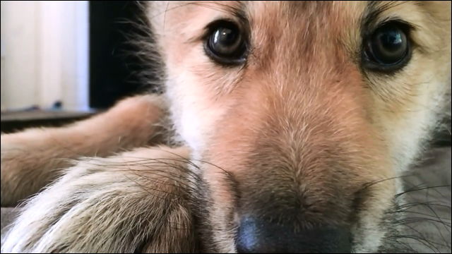 しゃっくりを止められない子どもオオカミがとてもかわいい動画 Dna