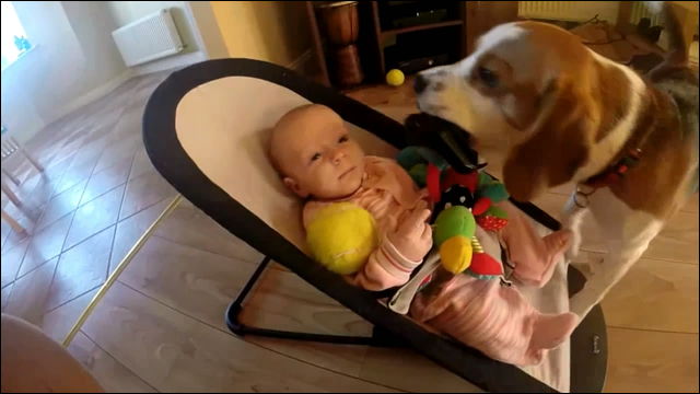 おもちゃを取ってごめんね と赤ちゃんに謝るビーグル犬が超絶かわいい Dna