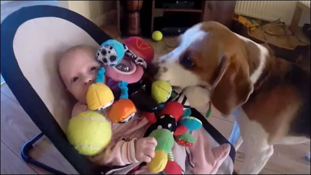 おもちゃを取ってごめんね と赤ちゃんに謝るビーグル犬が超絶かわいい Dna