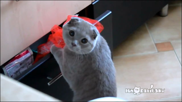 イタズラした瞬間を抑えられて大変バツの悪そうな顔をするネコの動画 Dna
