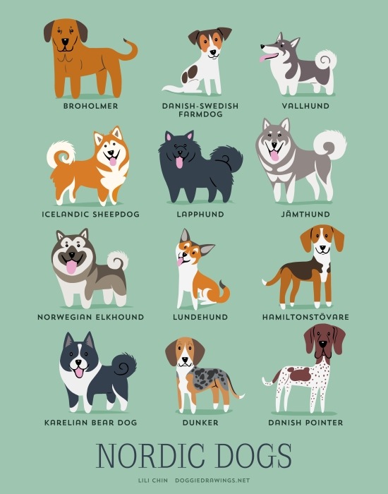 原産地別にまとめられた犬たちのかわいいイラストシリーズ Dogs Of The World Dna